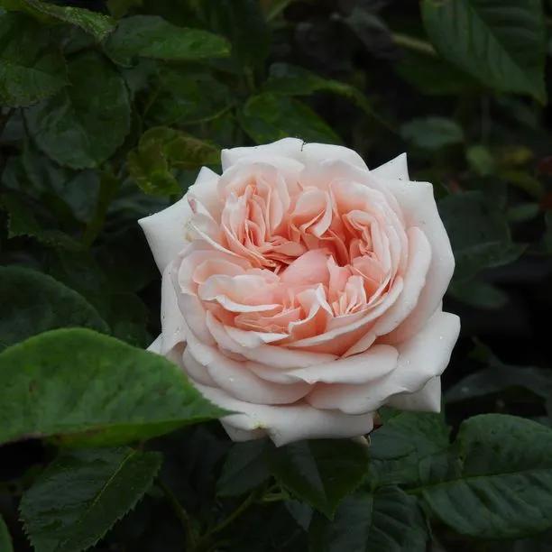 Aphrodite Hybrid Tea Rose (Rosa Aphrodite) 1